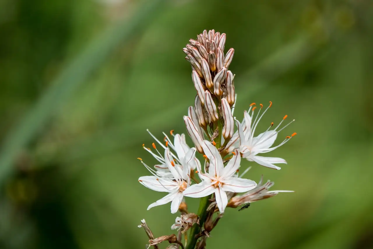 Kan de echte affodil (Asphodelus albus) in bloemenmengsels?