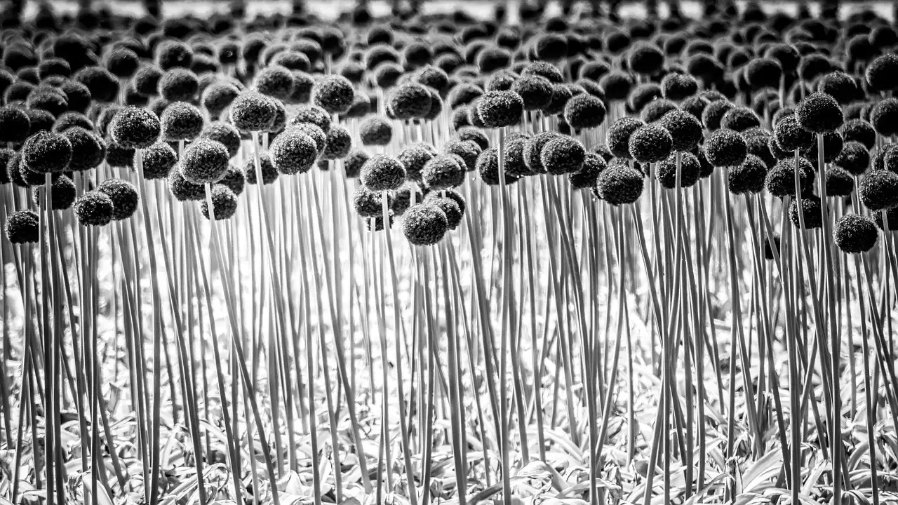 Kan de sierui (Allium sphaerocephalon) verwilderen in gras?