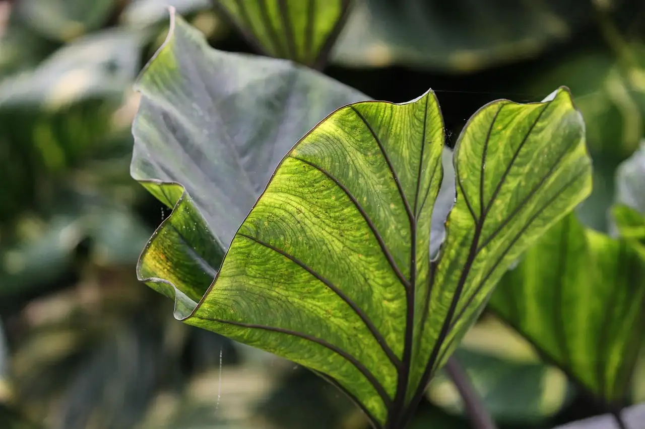 Kan je Colocasia (olifantsoor) veilig eten?