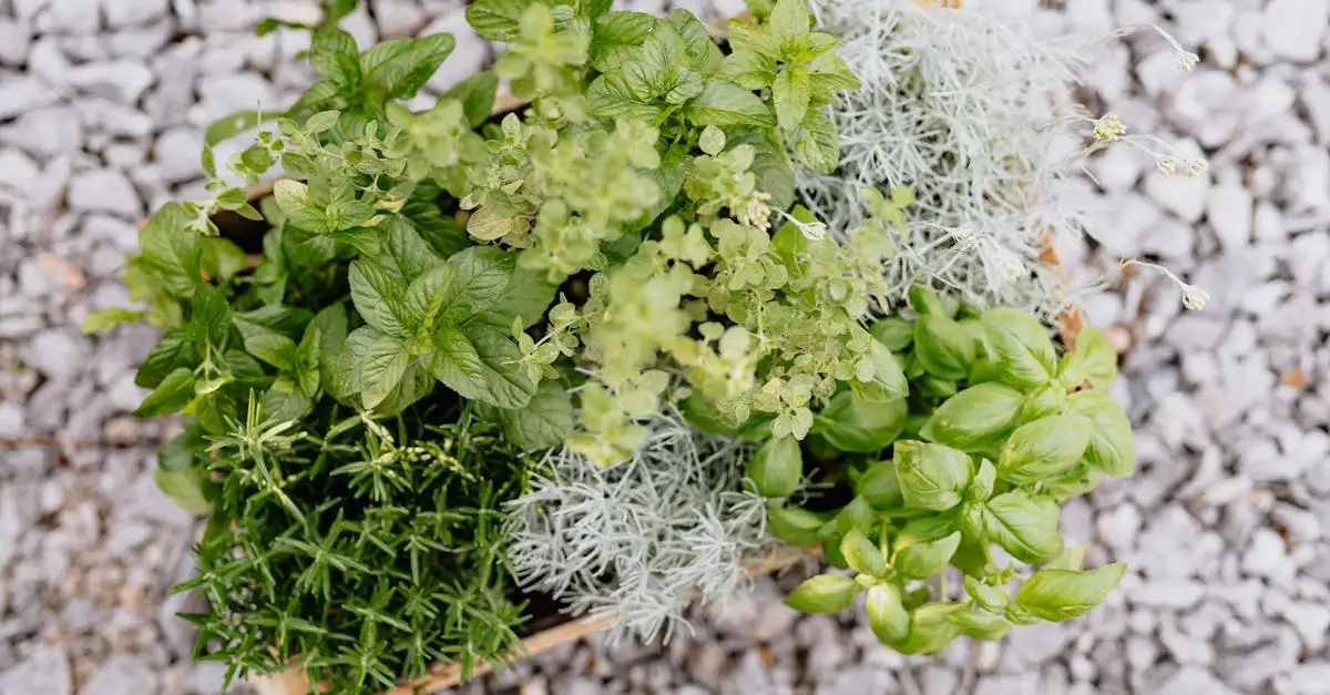 Kan je mentha (munt) samen met aardbeien planten?