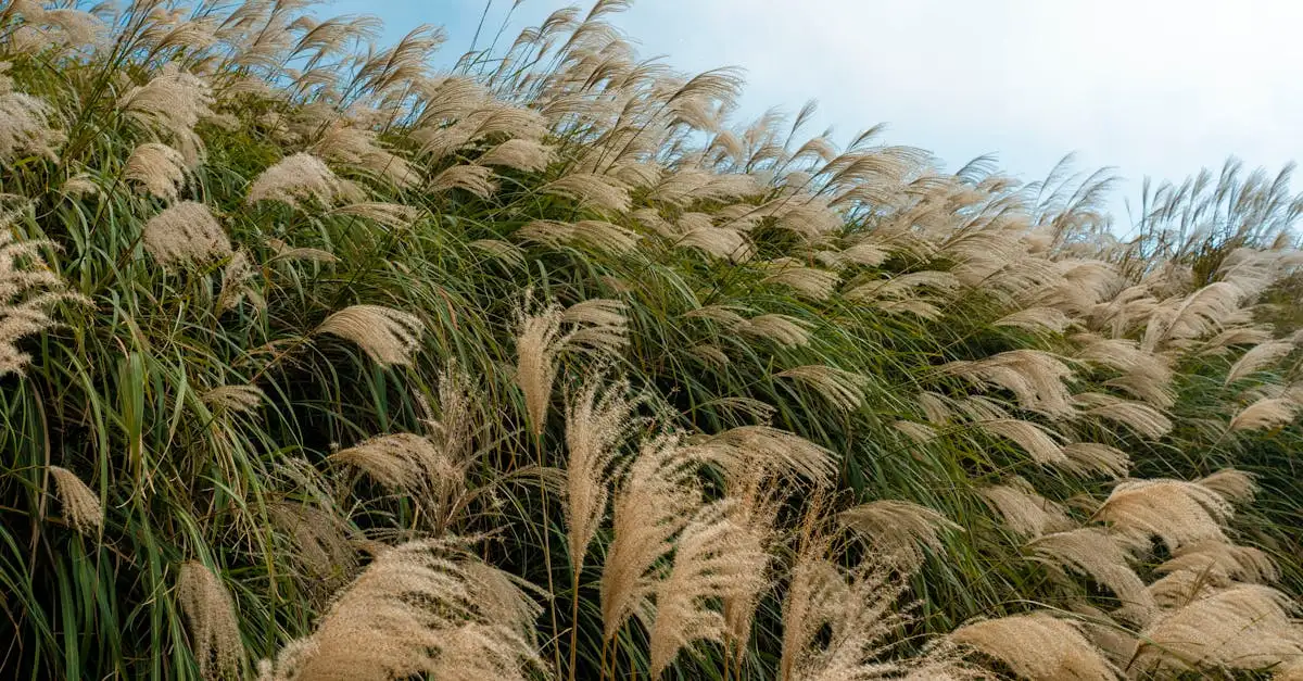 Kan miscanthus (prachtriet) goed tegen wind? Ontdek het hier!
