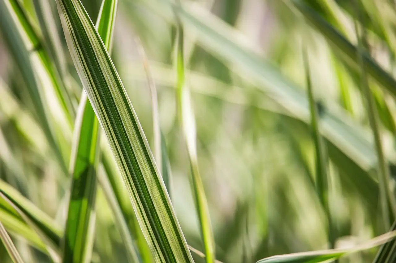 Kan Phalaris gevoelig zijn voor droogtestress? Ontdek het nu!
