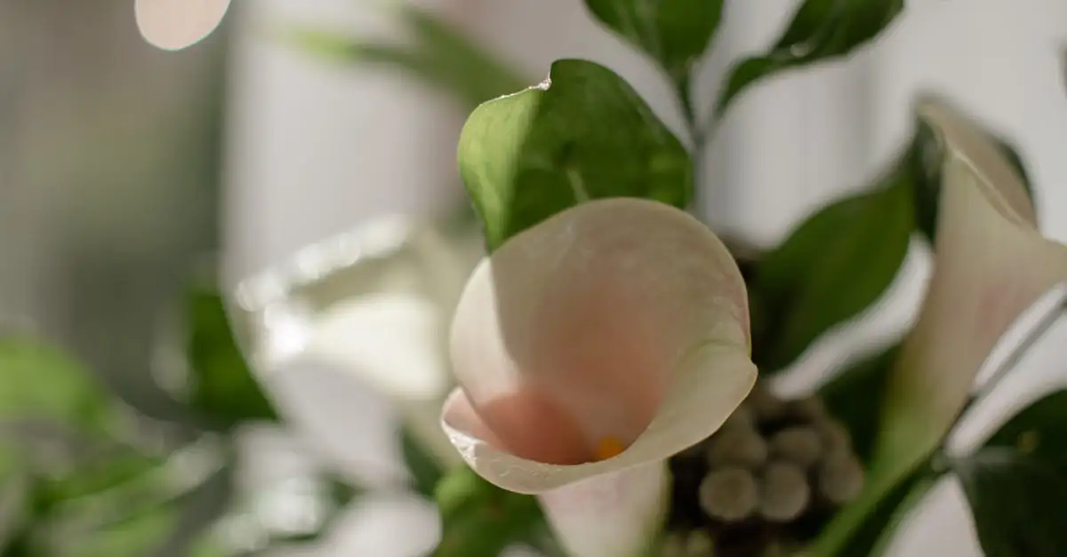 Kan Zantedeschia (aronskelk) als snijbloem dienen?