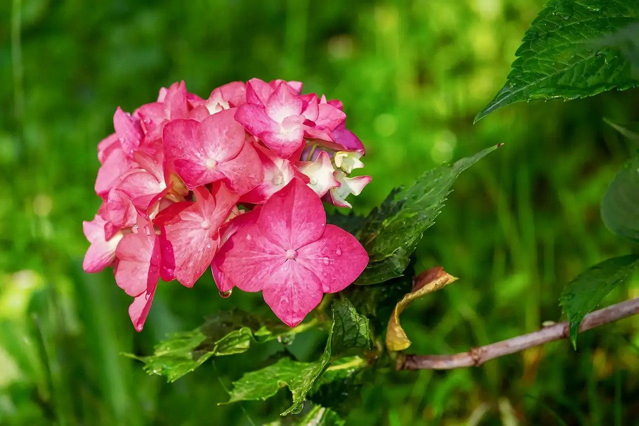 Kleurt hydrangea quercifolia in de herfst rood? Ontdek het!