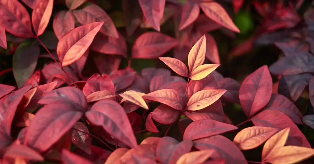Kleurt Nandina (hemelse bamboe) ook zonder veel zon rood?