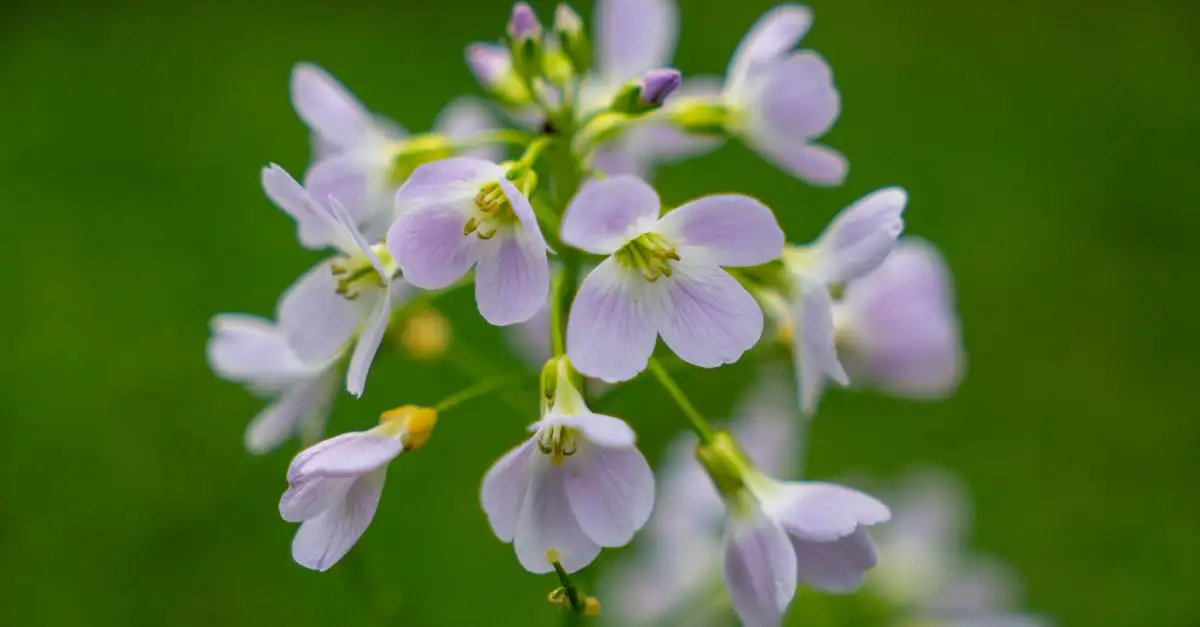 Koekoeksbloem: groeit deze plant in voedselarme bodem?