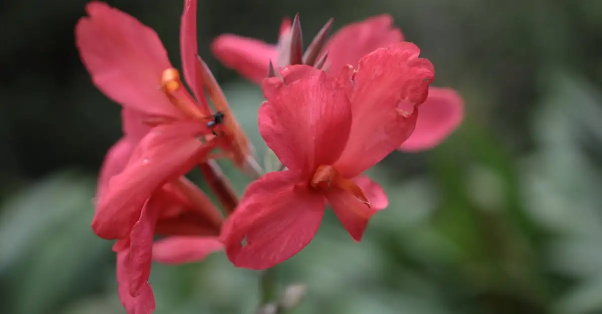 Kun je de knollen van de canna bewaren zoals dahlia’s?