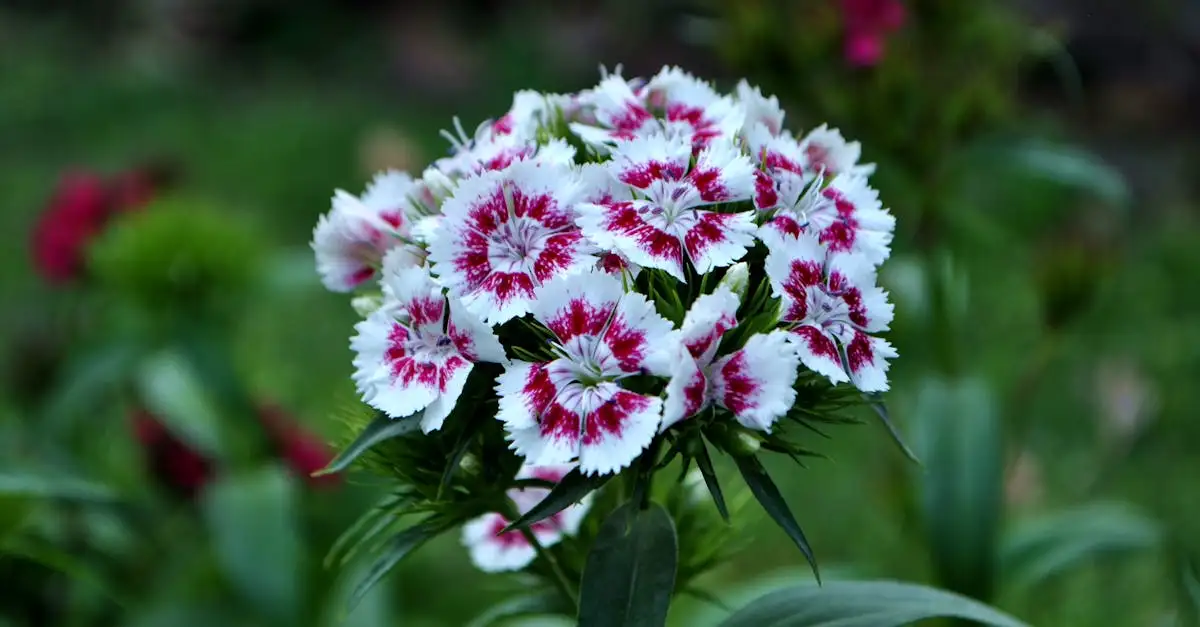 Kun Je Duizendschoon Dianthus Barbatus als Vaste Plant Behouden (2026)