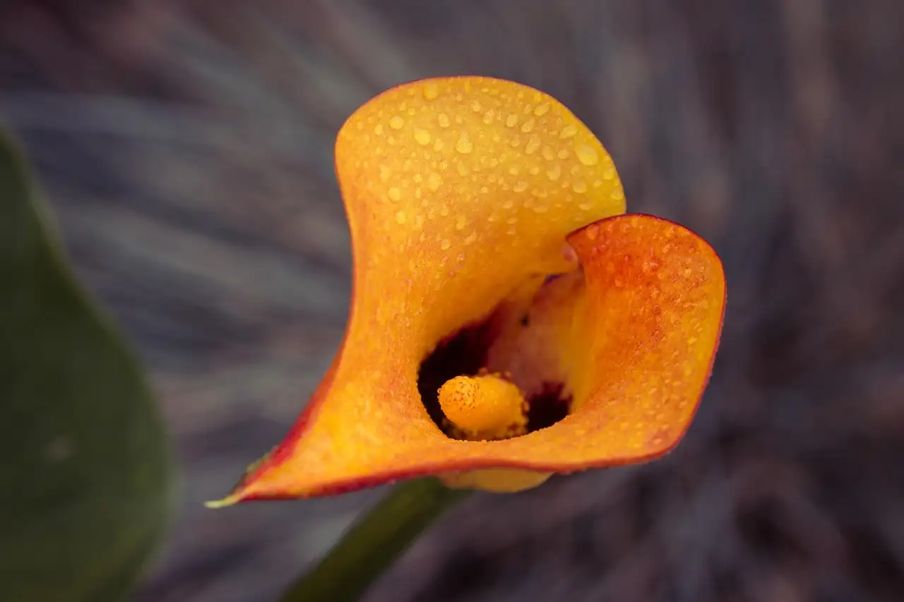 Kun je een zieke Zantedeschia (aronskelk) genezen? Tips!