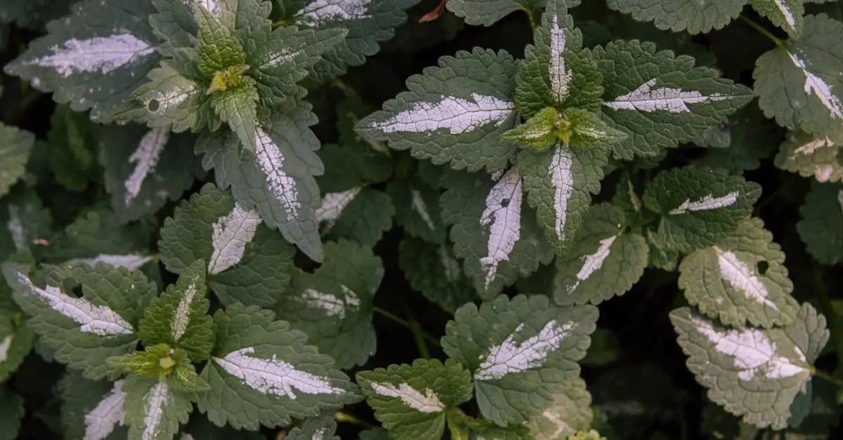 Lamium maculatum en luizen: tips voor de lente