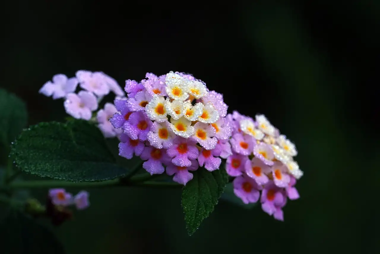 Lantana (Lantana camara) en de overleving in voedselarme grond