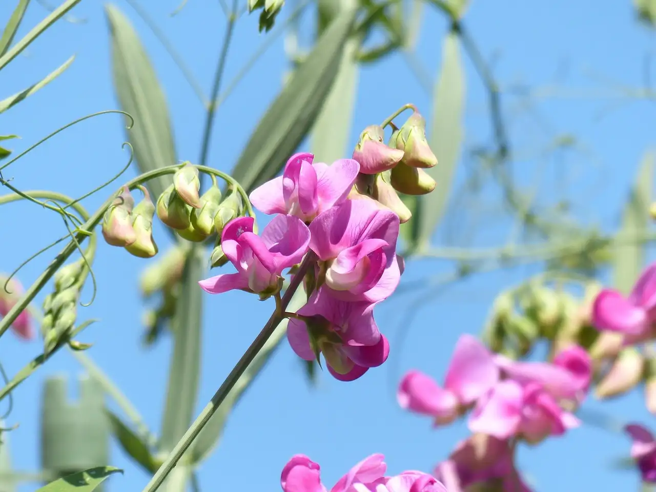 Lathyrus als klimplant: tips voor hekwerkdecoratie
