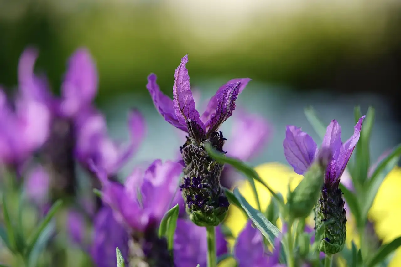Lavandula stoechas: bestand tegen wind in open plekken?