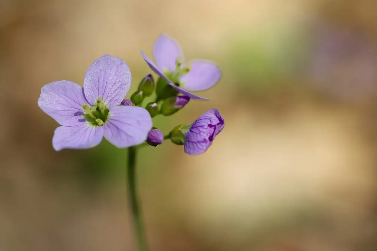 Loof van de koekoeksbloem laten staan in de winter?
