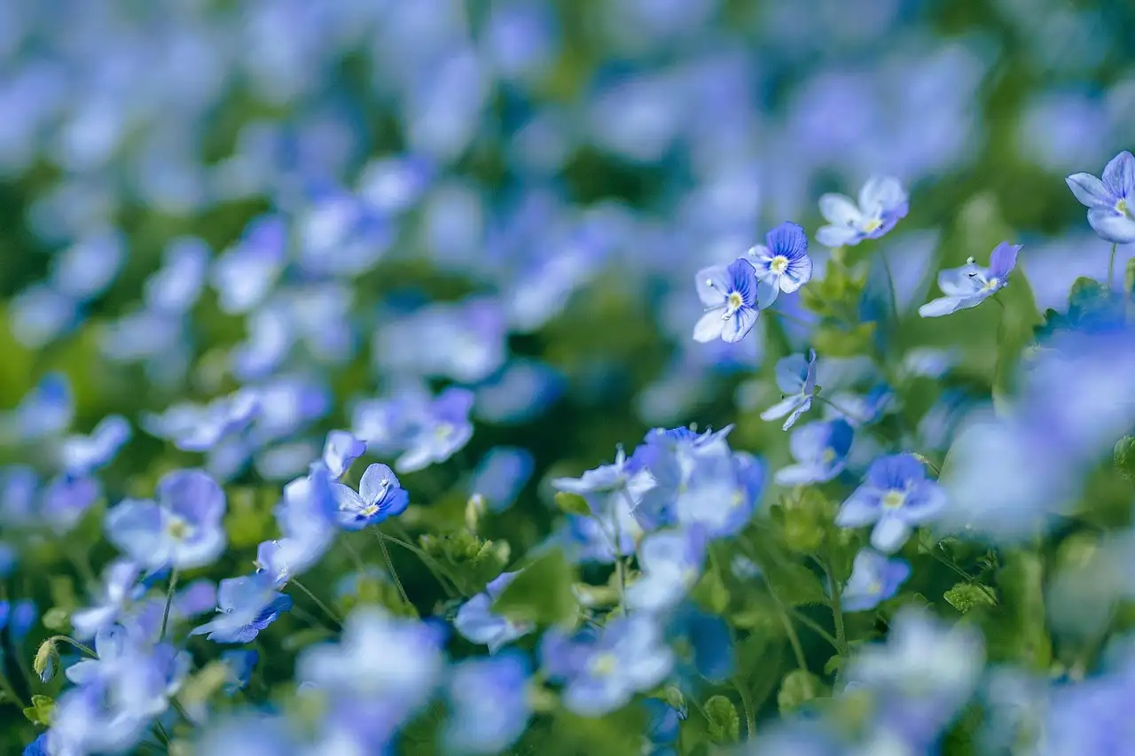 Meeldauw op lange ereprijs Veronica longifolia zonder chemie behandelen