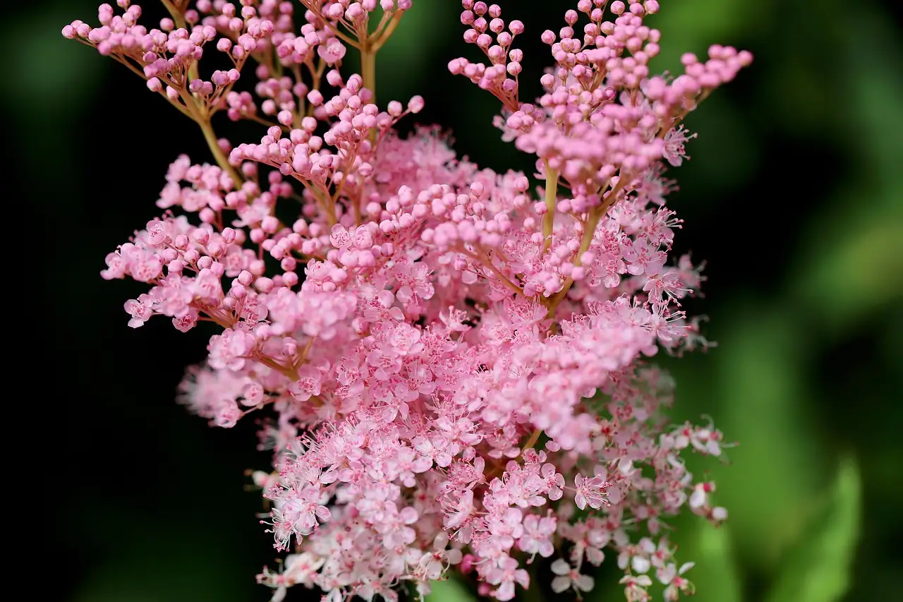Moerasspirea Filipendula: ideaal voor oeverzones en vijverranden?