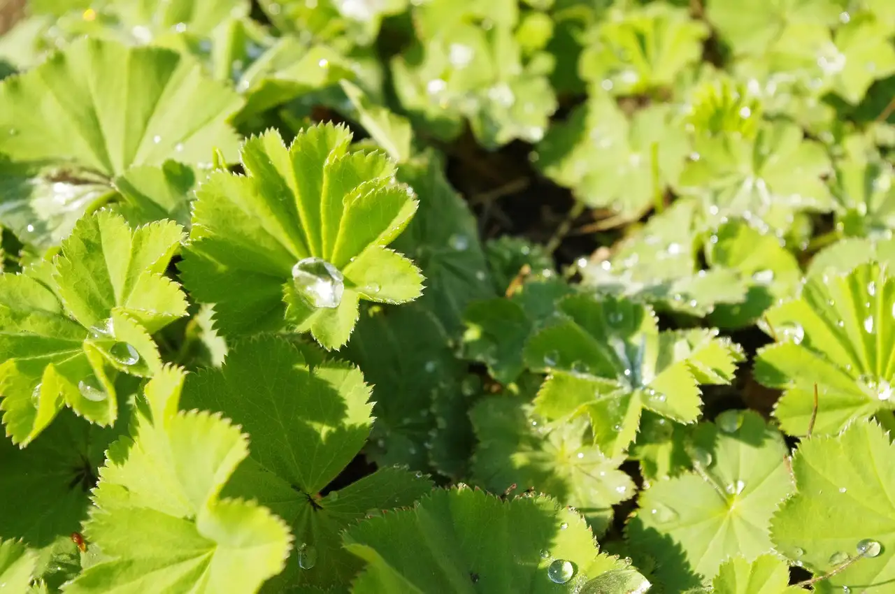 Moet je Alchemilla mollis in de herfst helemaal afknippen?