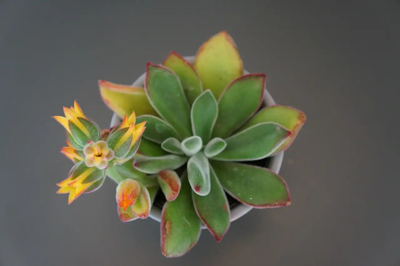 Moet je bloemstelen van echeveria wegsnijden na bloei?