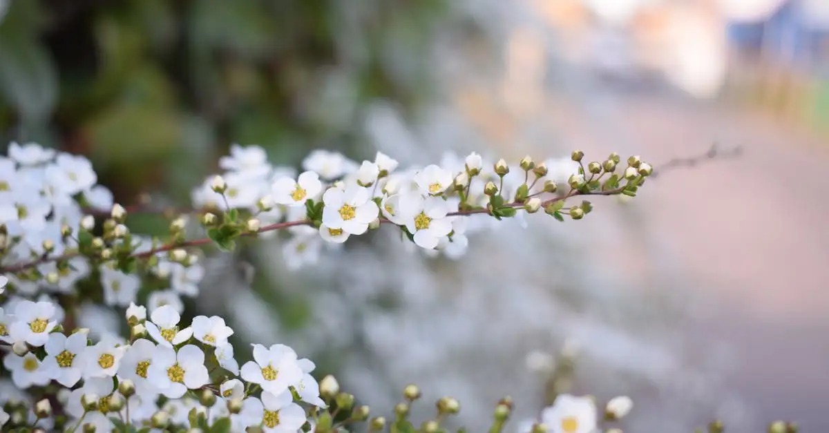 Moet je Japanse spirea in de zomer extra verzorgen?