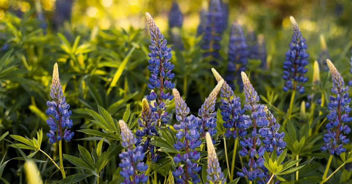 Moet je lupine ondersteunen tijdens de bloei? Ontdek het hier