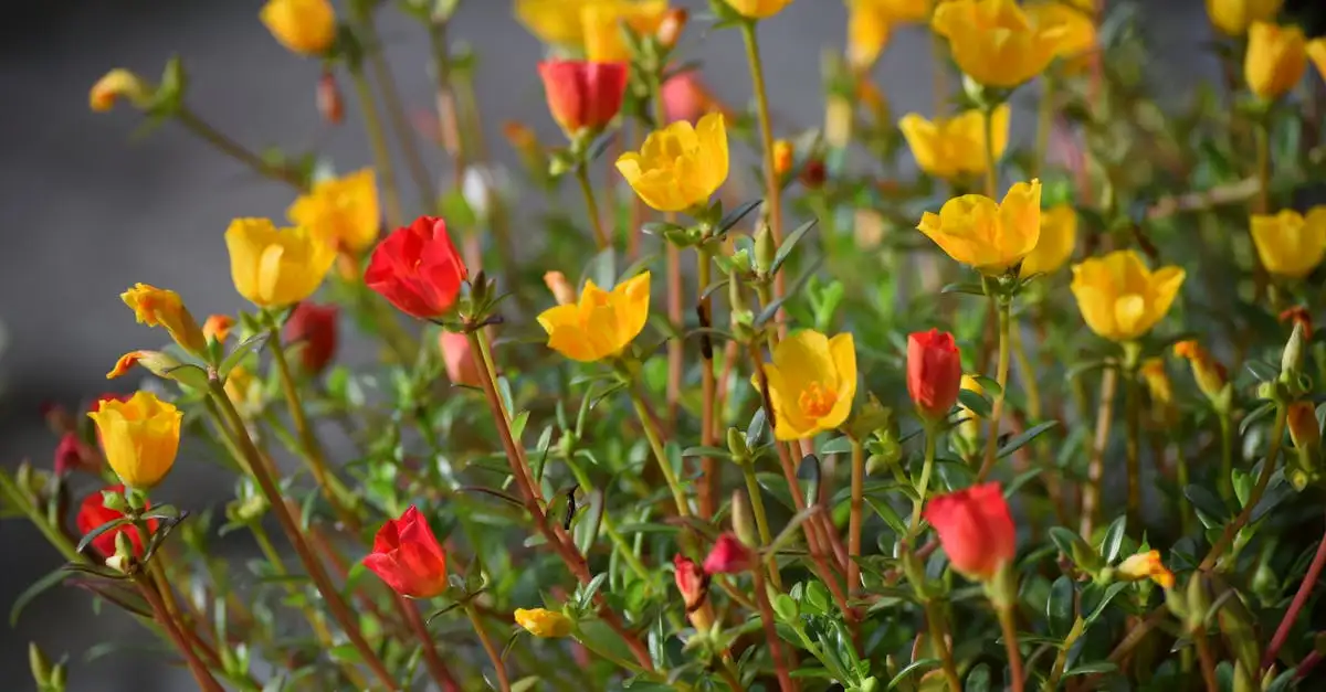 Moet je portulaca uitdunnen voor een compactere groei?