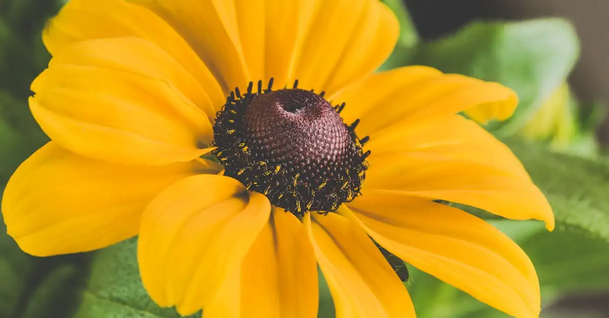 Moet je Rudbeckia na de bloei meteen afknippen?