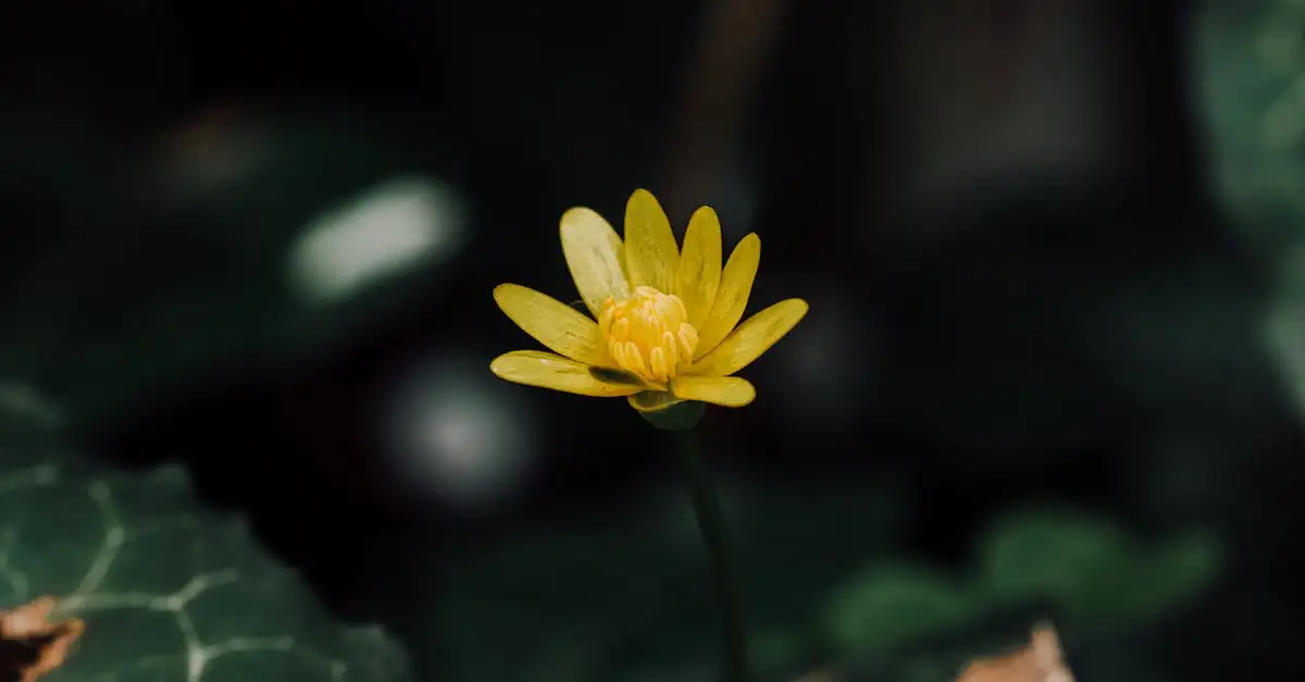 Moet je stinkende gouwe (Chelidonium majus) uitdunnen?