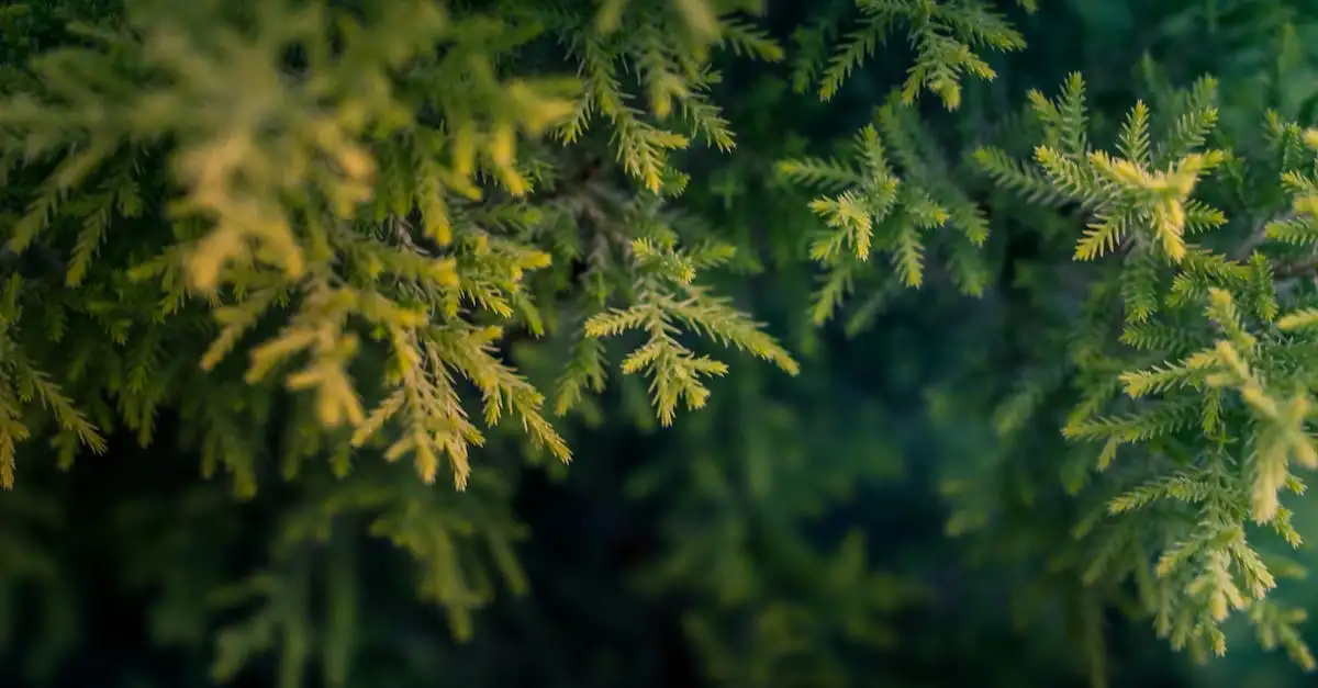 Moet je Thuja jaarlijks snoeien voor meer dichtheid?