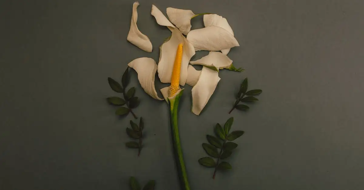 Moet Je Zantedeschia Aronskelk Na Bloei Snoeien (2026)