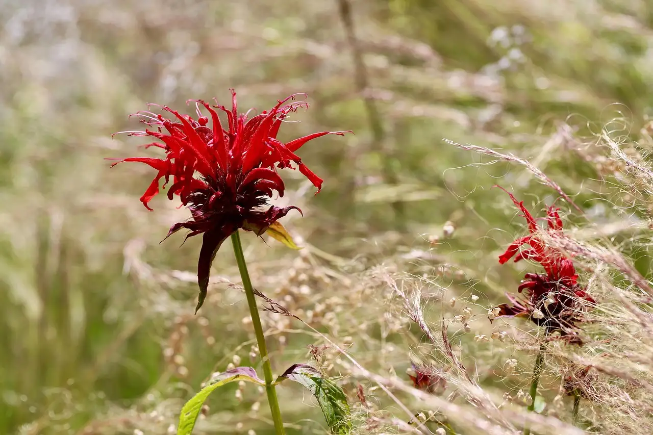 Monarda fistulosa en de aantrekkingskracht op vlinders