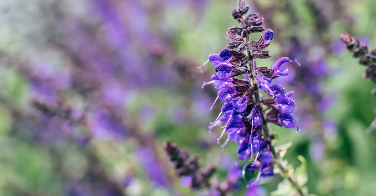Mooie Plantcombinaties voor Salvia Nemorosa in de Border (2026)
