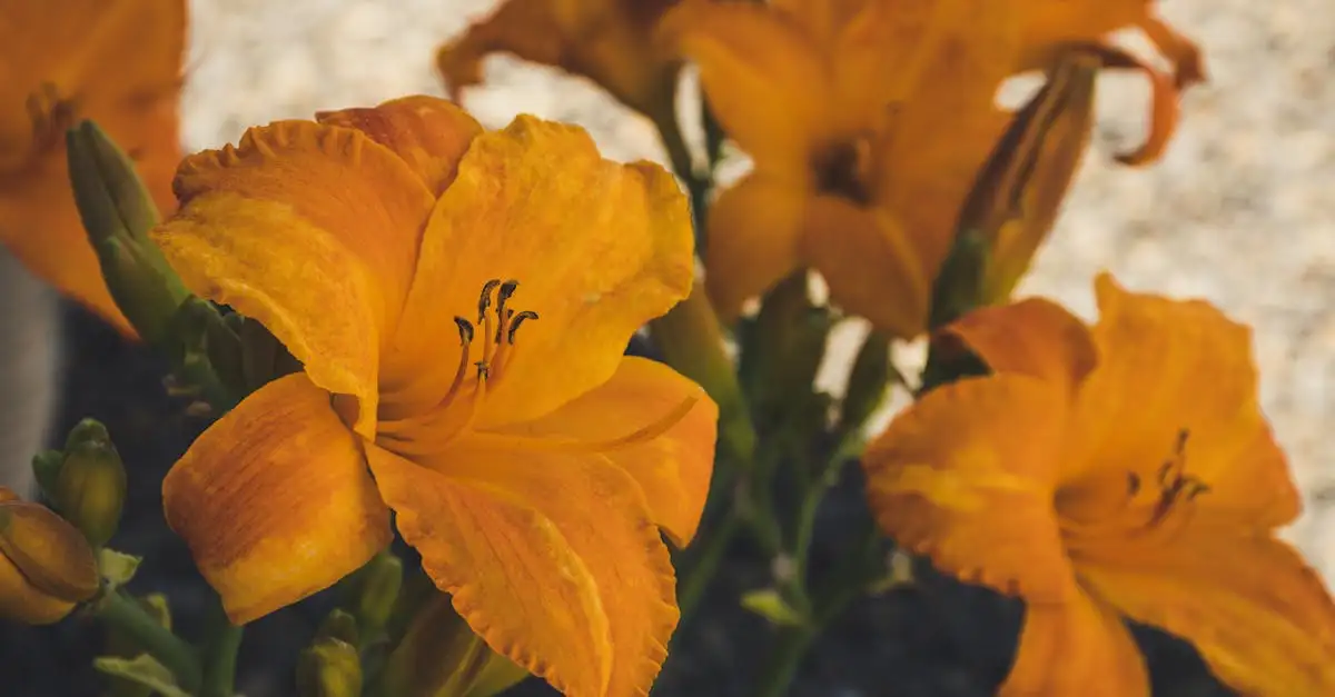 Mooie vaste planten bij de daglelie ‘Catherine Woodbury’
