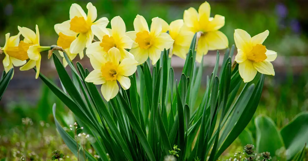 Narcis en siergrassen: een perfecte combinatie in tuinontwerp?