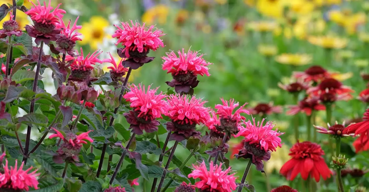 Natuurlijke vijanden tegen plagen op Monarda: tips en info