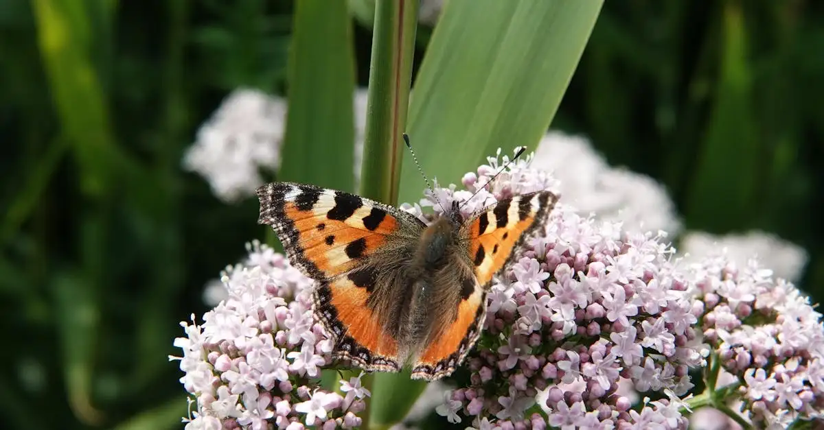 Natuurlijke vijanden van rupsen op de naald van Cleopatra