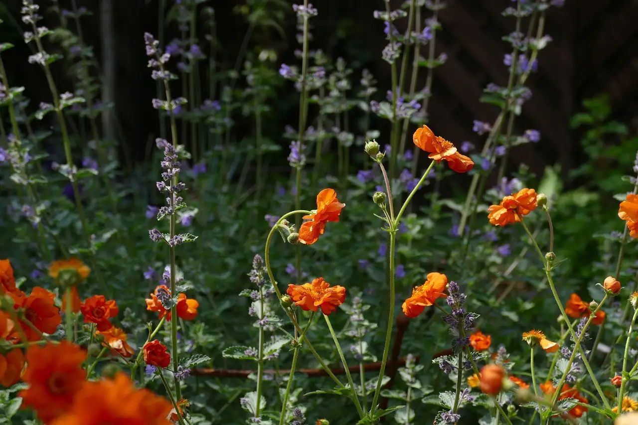Nepeta ‘Walker’s Low’ in kleigrond: tips voor groei