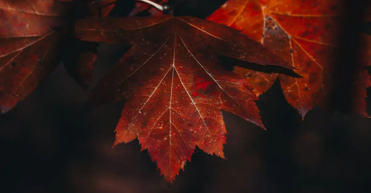 Om het verschil tussen Acer rubrum en Acer saccharinum te begrijpen