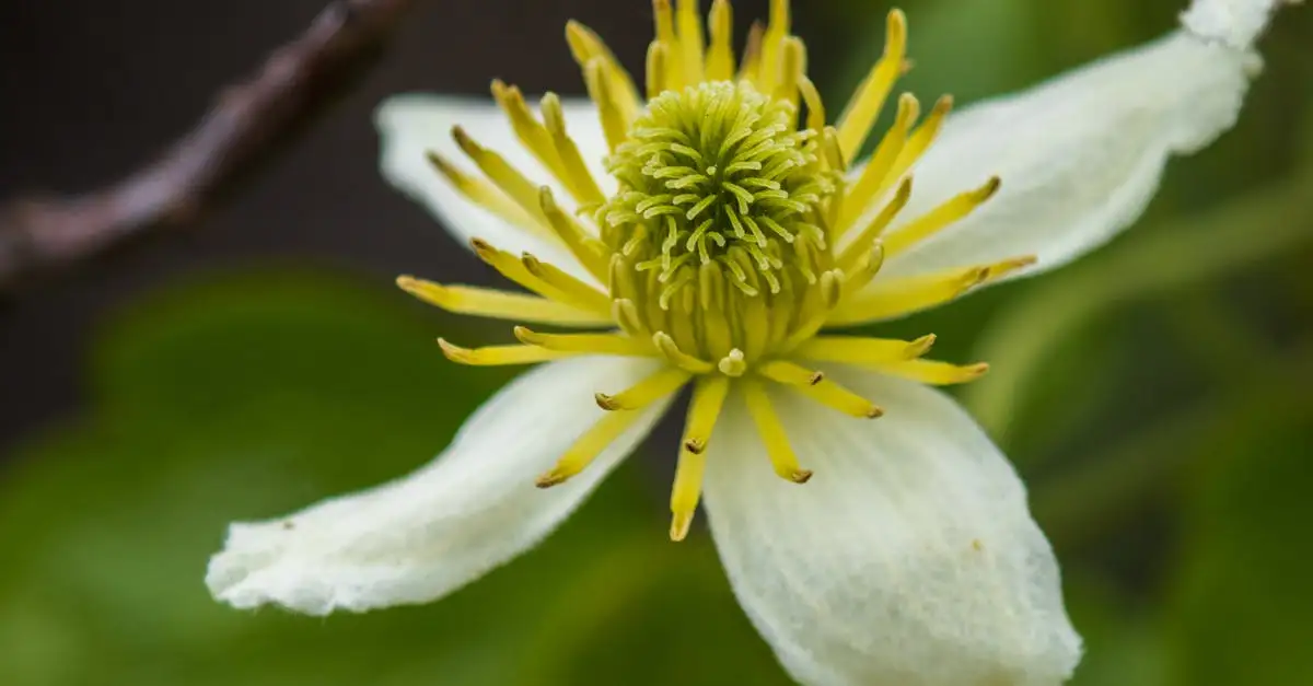 Ontdek beroemde Clematis-soorten vernoemd naar iconen