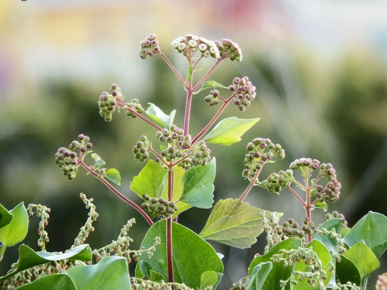 Oorsprong van de adenophora (Adenophora liliifolia) onthuld