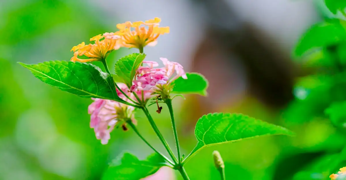 Oorsprong van de lantana (Lantana camara) ontdek je hier