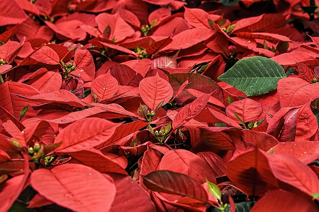 Oorsprong van de rode kerstster: waar komt hij vandaan?