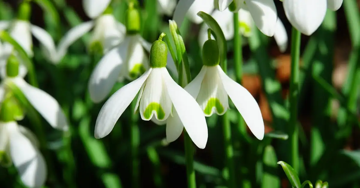 Oorsprong van het sneeuwklokje (Galanthus nivalis) onthuld