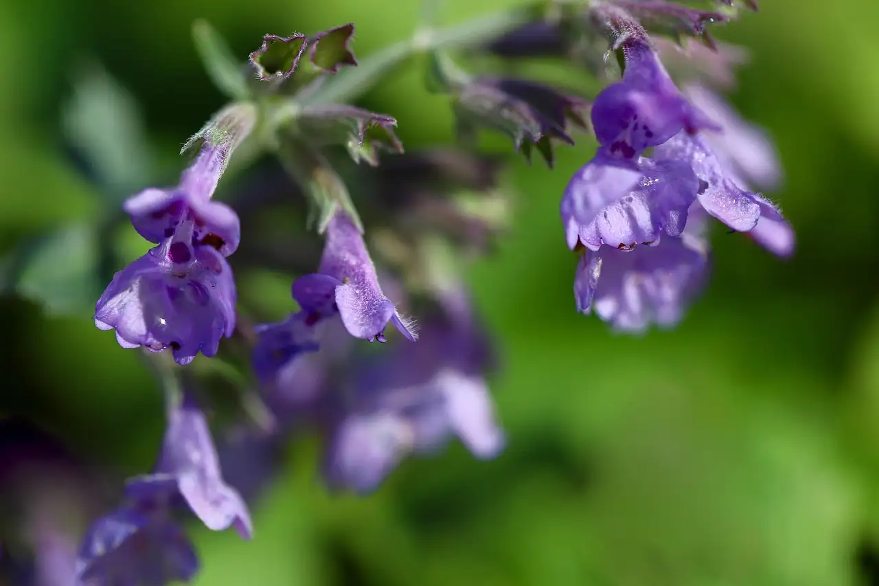 Oorzaak slaphangend blad bij Calamintha nepeta ontdekken