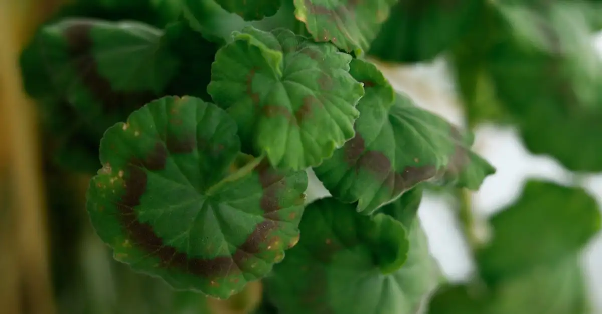 Oorzaken van bladverkleuring bij de verenpapaver uitleggen