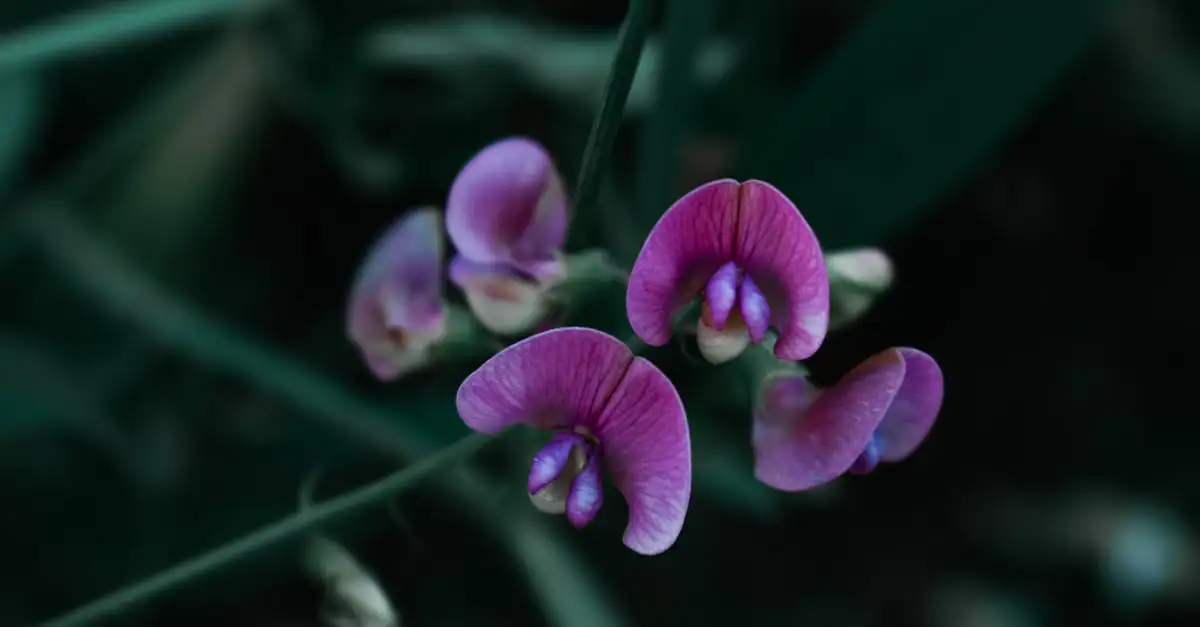Opvallendheid van peulen van Lathyrus in de nazomer
