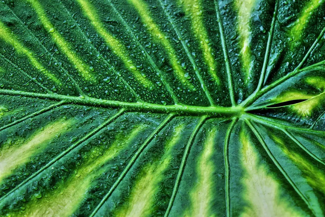 Opvallendste bladen van Alocasia (reuzenaronskelk) ontdekt