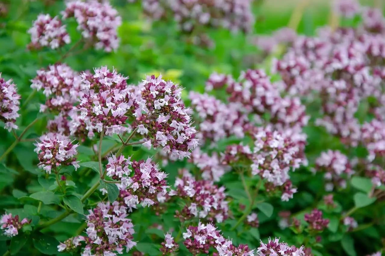 Origanum combineren met siergrassen in potten: tips en tricks