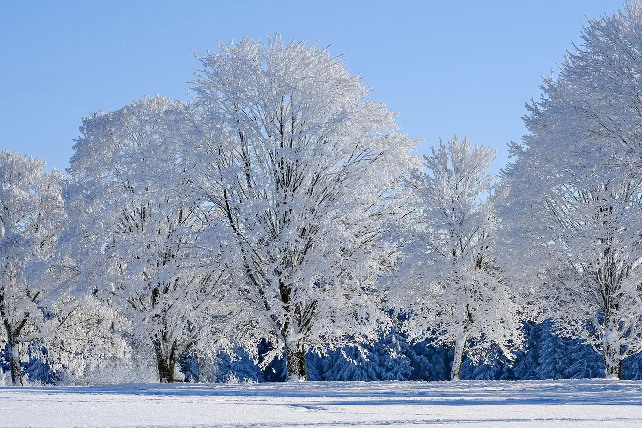 Overleeft de verenpapaver een strenge winter zonder dek?