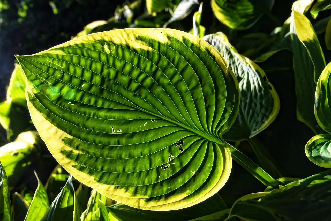 Pachysandra Combineren met Hostas of Varens een Gids (2026)