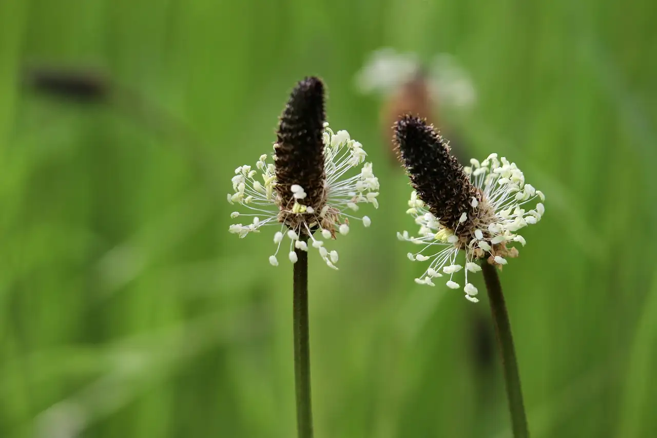 Past grote weegbree (Plantago major) in jouw wilde tuin?